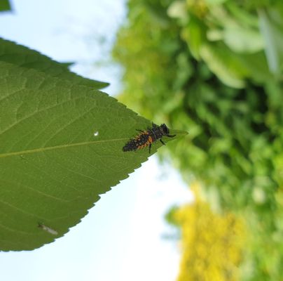 Harmonia axyridis