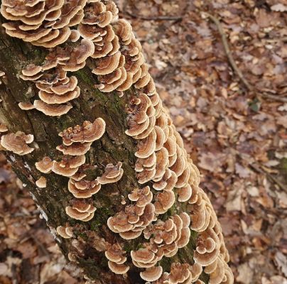 Trametes versicolor