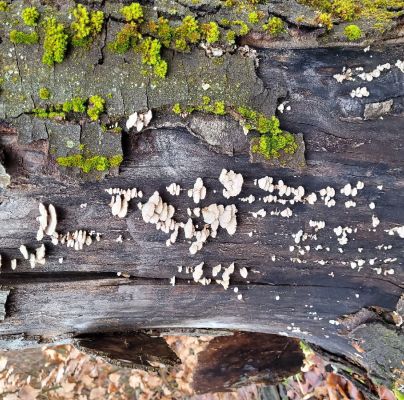 Schizophyllum commune