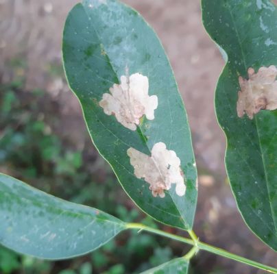 Parectopa robiniella 