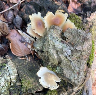 Flammulina velutipes