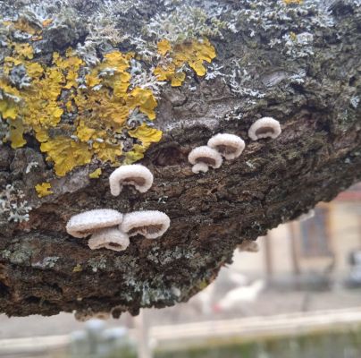 Schizophyllum commune