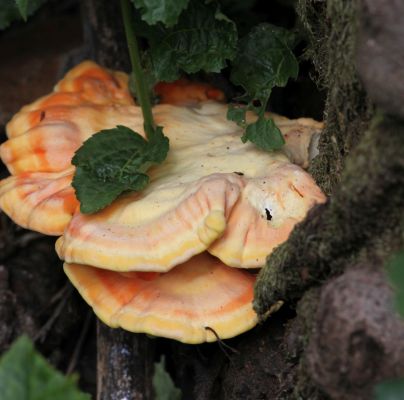 Laetiporus sulphureus 