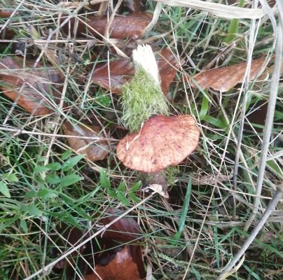 Fistulina hepatica 