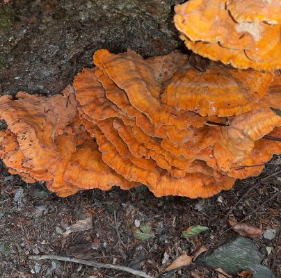 Laetiporus sulphureus 