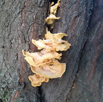 Laetiporus sulphureus 