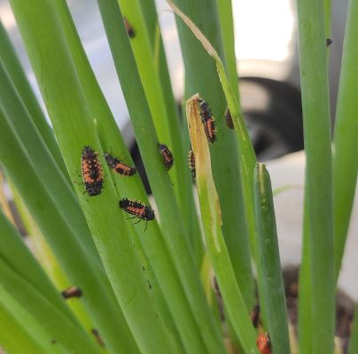 Harmonia axyridis