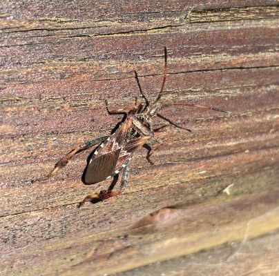 Leptoglossus occidentalis 