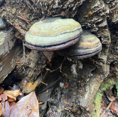 Fomes fomentarius 