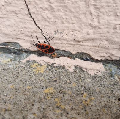 Pyrrhocoris apterus