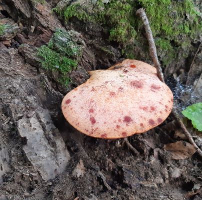 Fistulina hepatica 