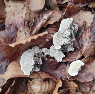 Trametes versicolor