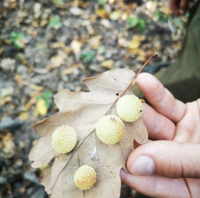 Cynips quercusfolii 