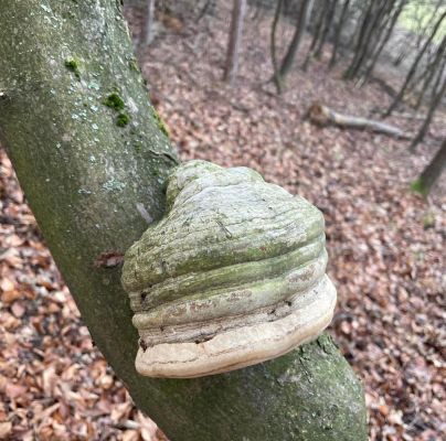 Fomes fomentarius 