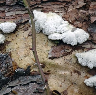 Schizophyllum commune