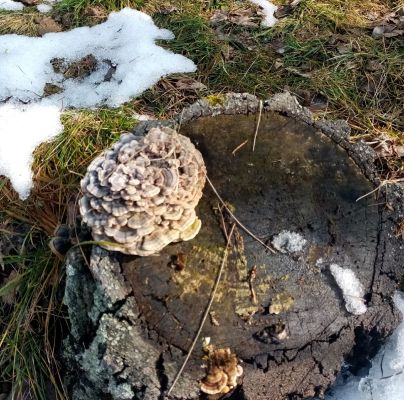 Trametes versicolor