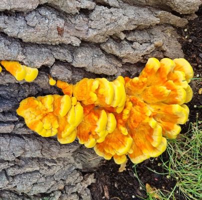 Laetiporus sulphureus 