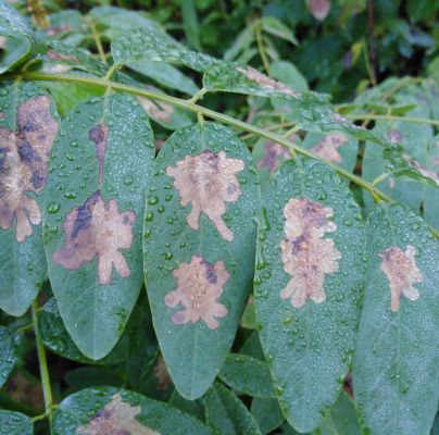 Parectopa robiniella 