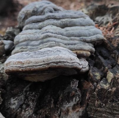 Fomes fomentarius 