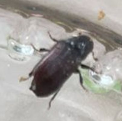 Common pine shoot beetle