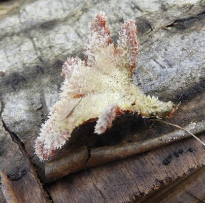 Schizophyllum commune