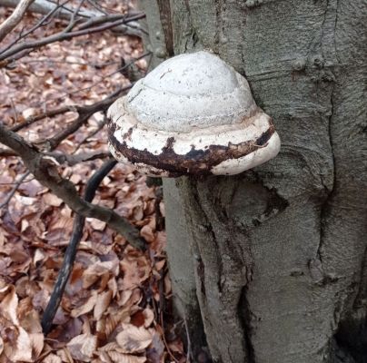 Fomes fomentarius 