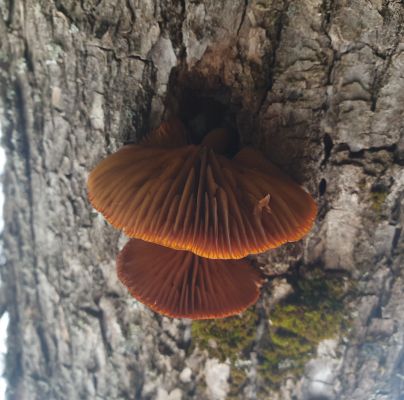 Flammulina velutipes