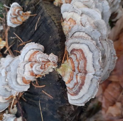 Trametes versicolor