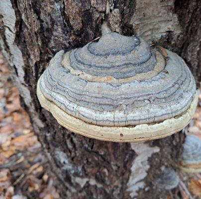 Fomes fomentarius 