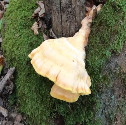 Laetiporus sulphureus 