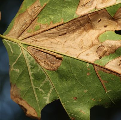 Phyllonorycter platani