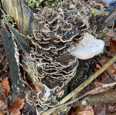 Trametes versicolor