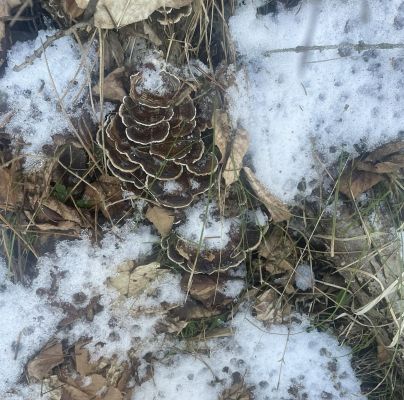 Trametes versicolor