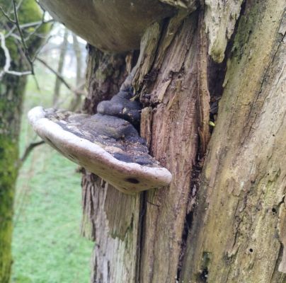 Phellinus igniarius 