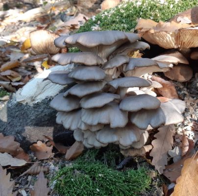 Pleurotus ostreatus 