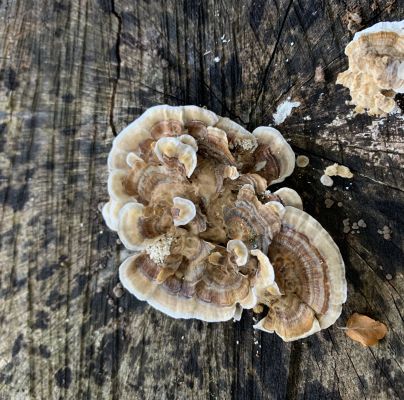 Trametes versicolor