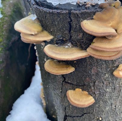 Trametes hirsuta 