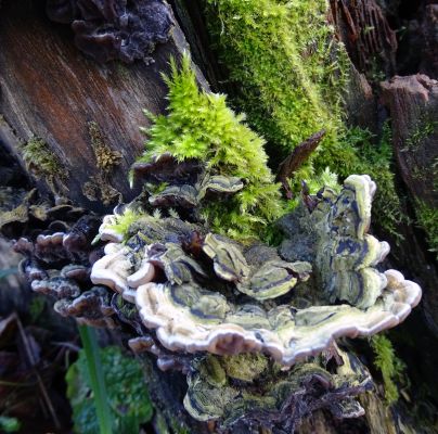 Trametes versicolor