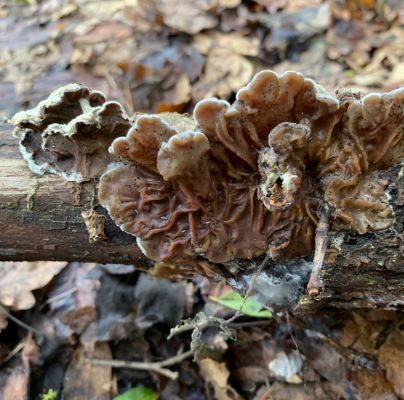 Trametes hirsuta 