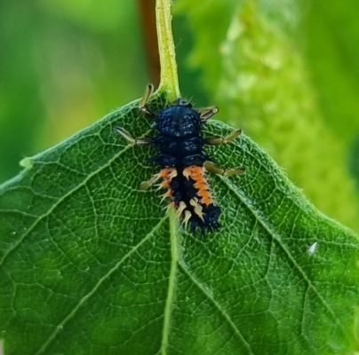 Harmonia axyridis