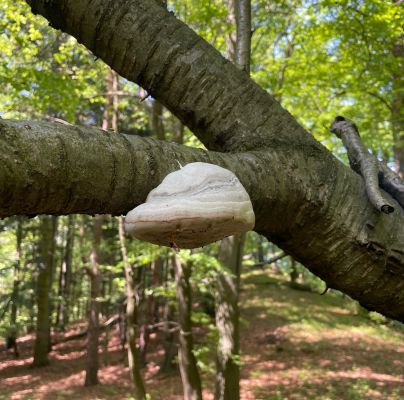 Fomes fomentarius 