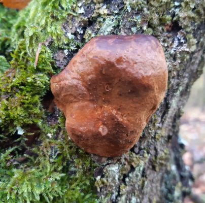 Fistulina hepatica 