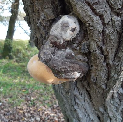 Phellinus igniarius 