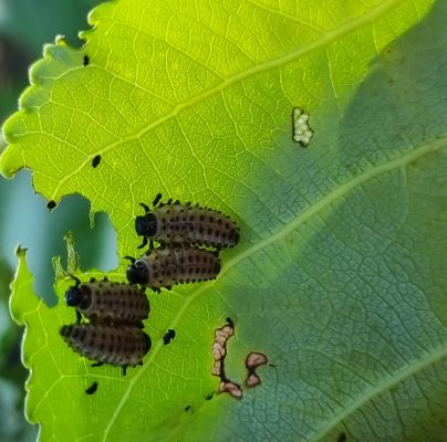 Melasoma populi 