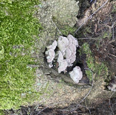 Schizophyllum commune