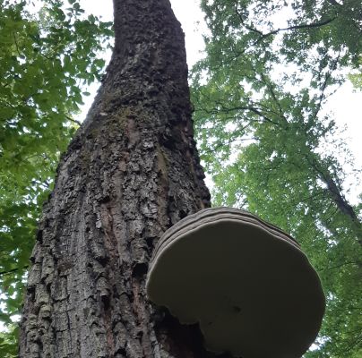 Fomes fomentarius 