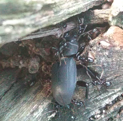 Lucanus cervus 