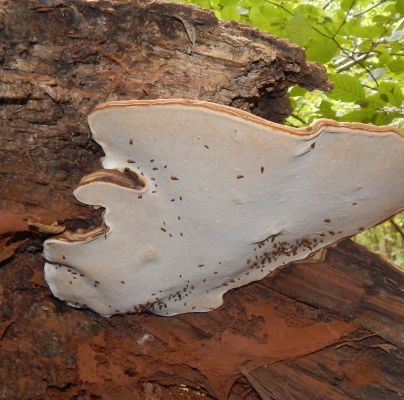 Ganoderma lipsiense 