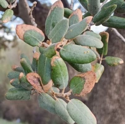 Heat, drought and bark burn