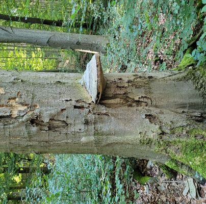 Fomes fomentarius 